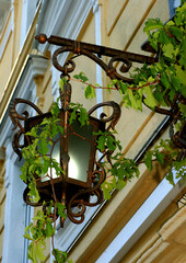 An old street lamp wrapped in grape leaves