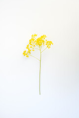 Flowers and leaves on a white background