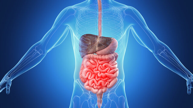 3d medical illustration of a man's inflamed small intestine
