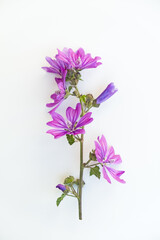 Flowers and leaves on a white background