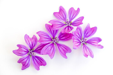 Flowers and leaves on a white background