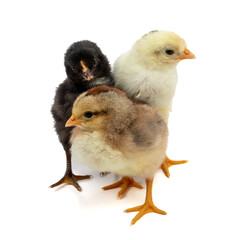 Adorable Three-Day-Old Baby Chickens in Three Colors: Perfect for Siblings and Group Dynamic Concepts