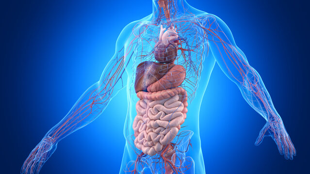 3d rendered illustration of a man's cardiovascular and digestive system