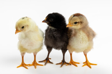 Adorable Three-Day-Old Baby Chickens in Three Colors: Perfect for Siblings and Group Dynamic Concepts