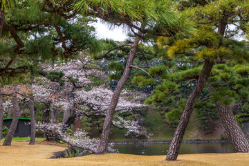 Beautiful Sakura and Pine Trees in the Kokyo Gaien (Imperial Palace Outer Garden) in Tokyo, Japan