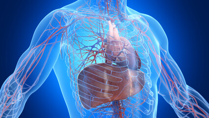 3d rendered illustration of a man's liver and cardiovascular system