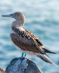 Galapagos Blue-footed Booby