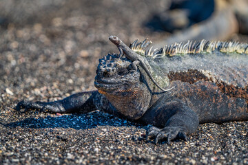 Galapagos iguana on the beach with lava lizard on head