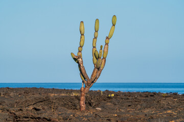 Galapagos Cactus