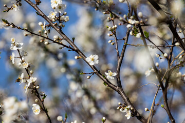 Wonderful flowers in spring. Blossomed fruit.