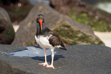 Galapagos Oyster Catcher