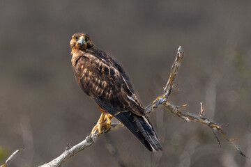 Galapagos Hawk