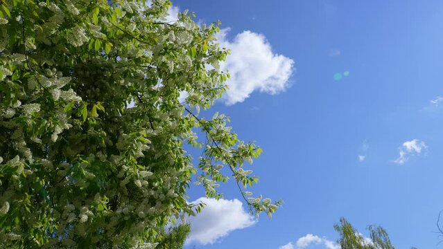 Natural slow motion 4k video frame made by branches of trees with fresh green spring leaves isolated on clear sunny blue sky with running fast huge white clouds. Tree and clouds blown by wind