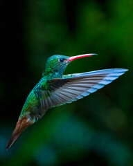 Hummingbord