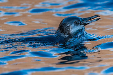 Obraz premium Galapagos Penguin