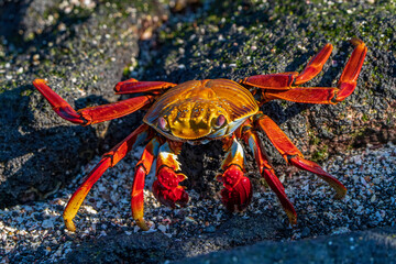 Galapagos Sally Lightfoot Crab