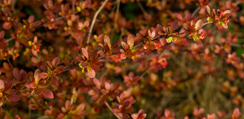 young leaves of barberry for the background