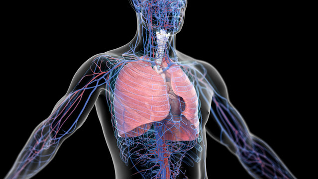 3d illustration of a man's cardiopulmonary system