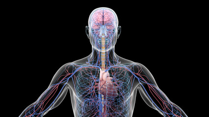 3d illustration of a man's central nervous and cardiovascular system