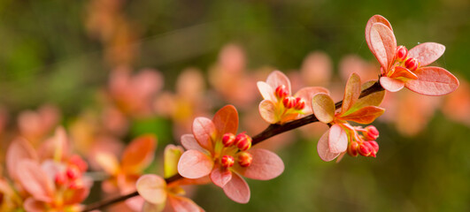 young leaves of barberry for the background