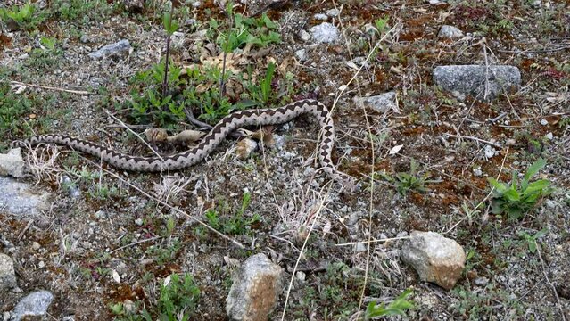 Nose-Horned Viper male in natural habitat (Vipera ammodytes)