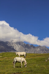 horses in the mountains