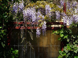 Flowering wisteria vine with lilac flowers decorating the gate of a house in spring