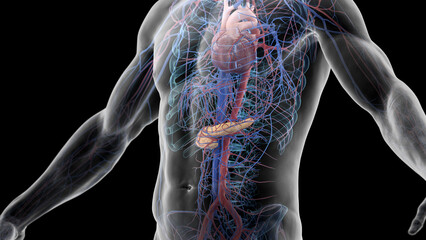 3d illustration of a man's pancreas and cardiovascular system