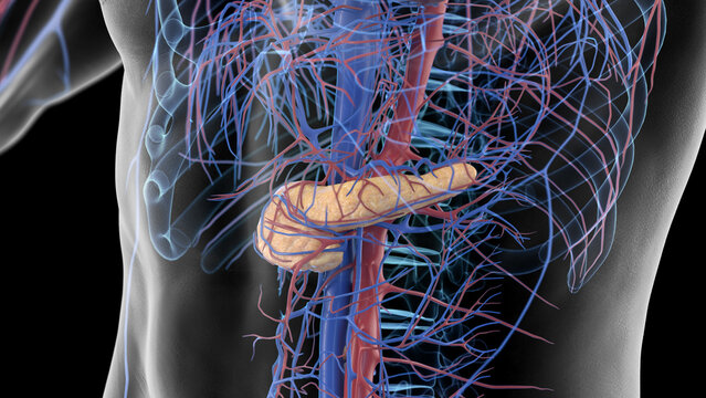 3d illustration of a man's pancreas and cardiovascular system