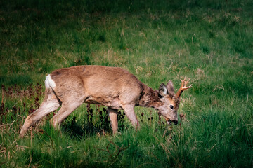 Deer in the field