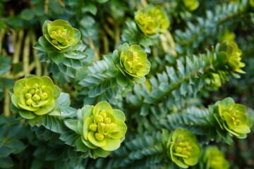 トウダイグサ　ユーフォルビア　花　花壇　灯台草　多肉植物　スパージ