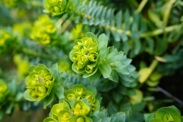 トウダイグサ　ユーフォルビア　花　花壇　灯台草　多肉植物　スパージ