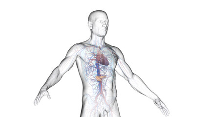 3d illustration of a man's cardiovascular system and pancreas.