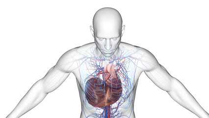 Fototapeta premium 3d illustration of a man's cardiovascular system and liver.