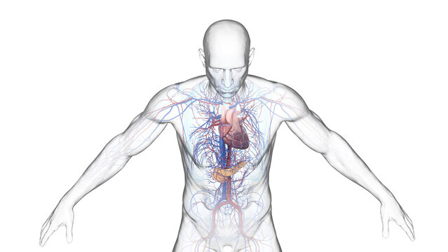 3d illustration of a man's cardiovascular system and pancreas.