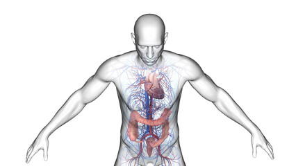 3d illustration of a man's colon and cardiovascular system