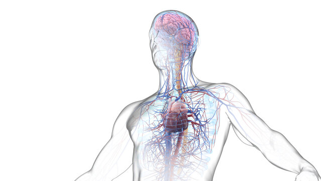 3d illustration of a man's central nervous and cardiovascular system