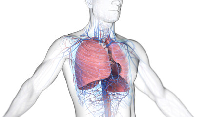 3d illustration of a man's cardiopulmonary system