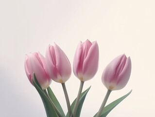 Pink tulips spring flower background Symbols of love for Happy Women's