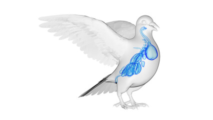 3d illustration of a pigeon's internal organs