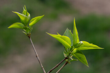 young leaves on a branch, a green leaf shimmering in the sun