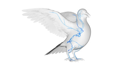 3d illustration of a pigeon's cardiovascular system