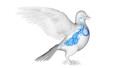 3d illustration of a pigeon's internal organs