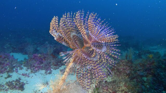 Underwater life - Sea worm -spirograph- 43 meters depth