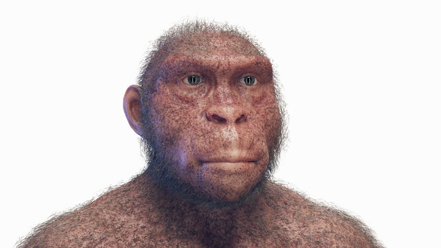3d illustration of Australopithecus afarensis female