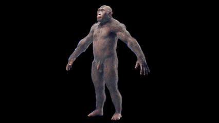 Obraz premium 3d illustration of Australopithecus afarensis male