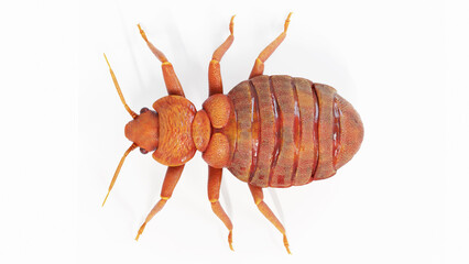 Obraz premium 3d illustration of a bedbug