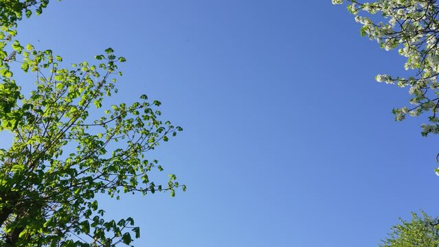 Slow motion 4k stock video of birds flying high in clear blue sky. Branches of tops of different trees with fresh spring green leaves make natural border or frame with copy space in middle of frame