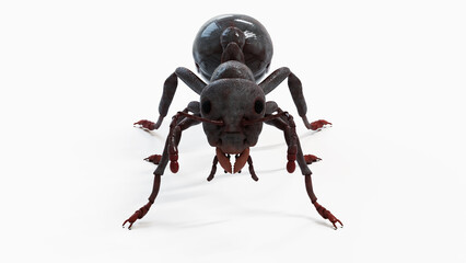 3d illustration of a black ant