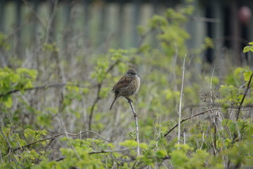 hedge sparrow (Prunella modularis) also known as the dunnock